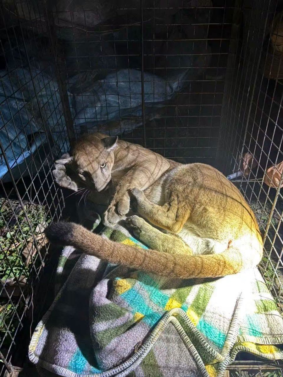 Personal especializado revisa al puma rescatado para determinar su estado de salud.jpg